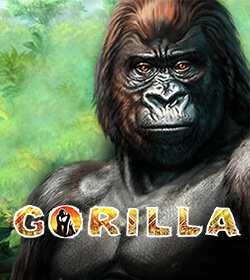 Gorila
